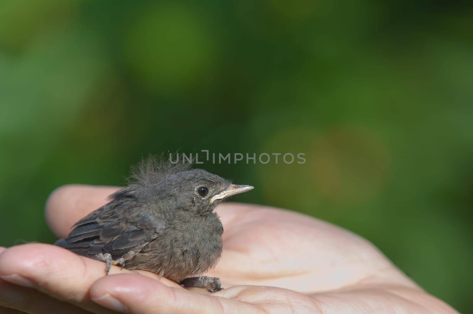 Young Robin Erithacus rubecula fallen out of its nest