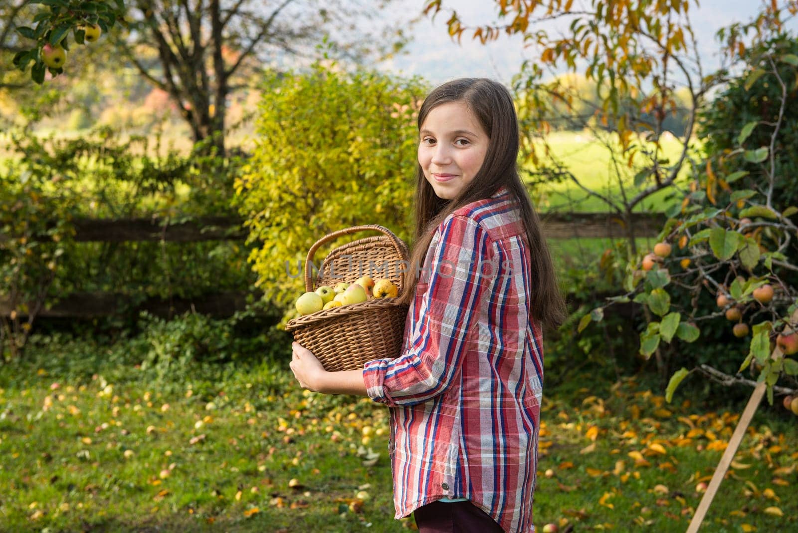 young pre teen girl picking apples in the garden