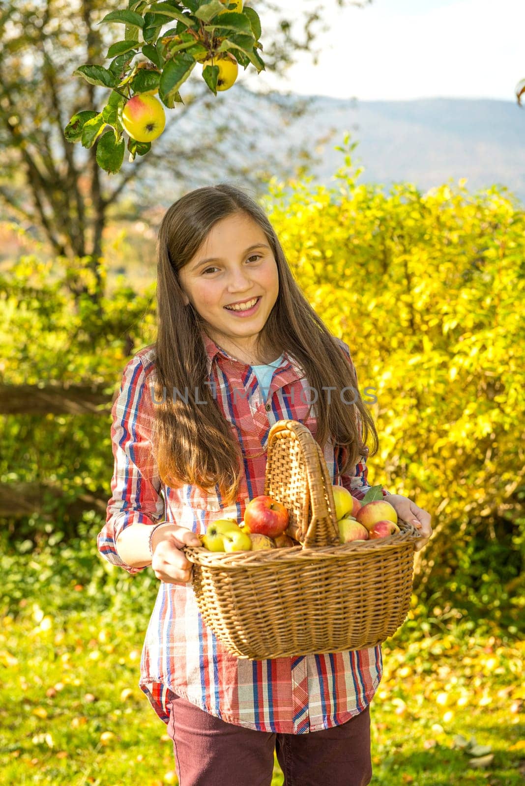 young pre teen girl picking apples in the garden