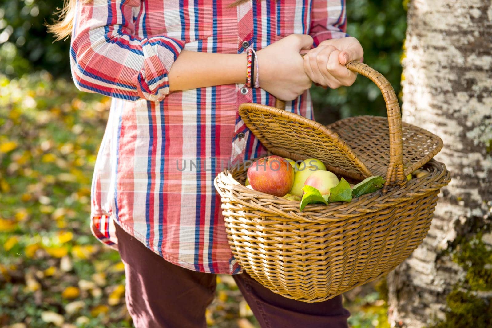 young pre teen girl picking apples in the garden