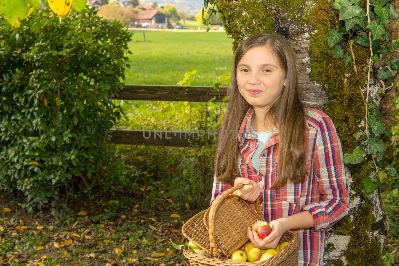 young pre teen girl picking apples in the garden