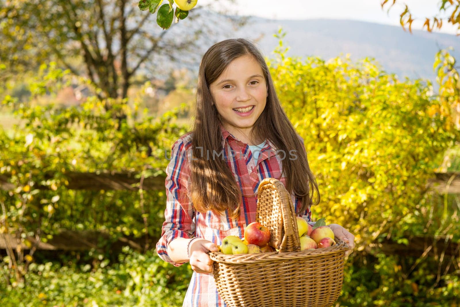 young pre teen girl picking apples in the garden
