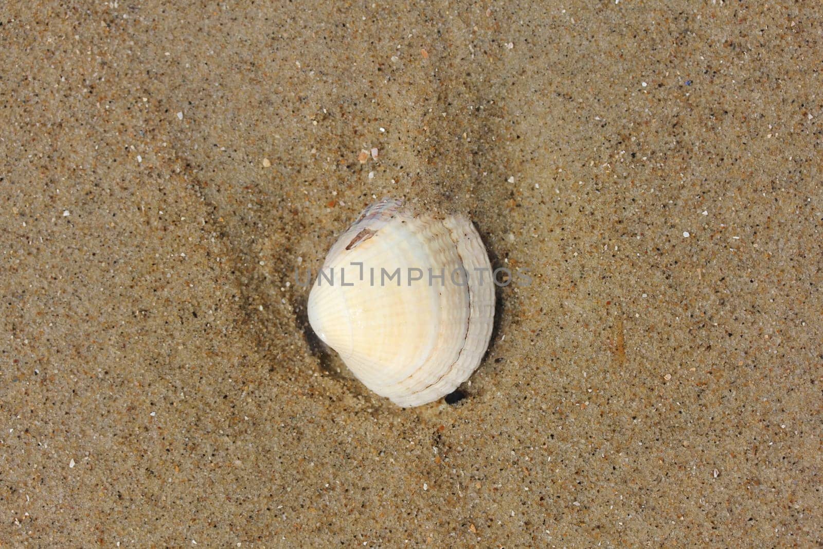 Conch shell washed by seawater lies in the sand.