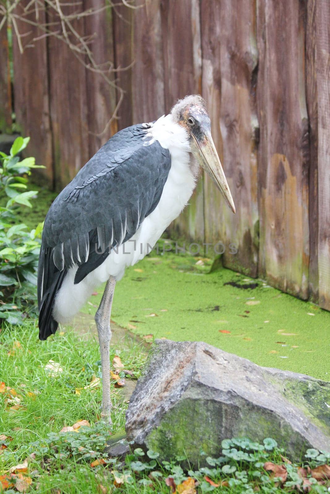 The Marabu (Leptoptilos crumeniferus) is a species of bird in the Leptoptilos family.