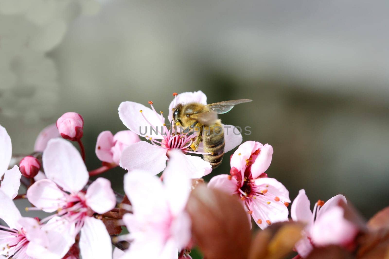 An insect sucks nectar on a pink flower.