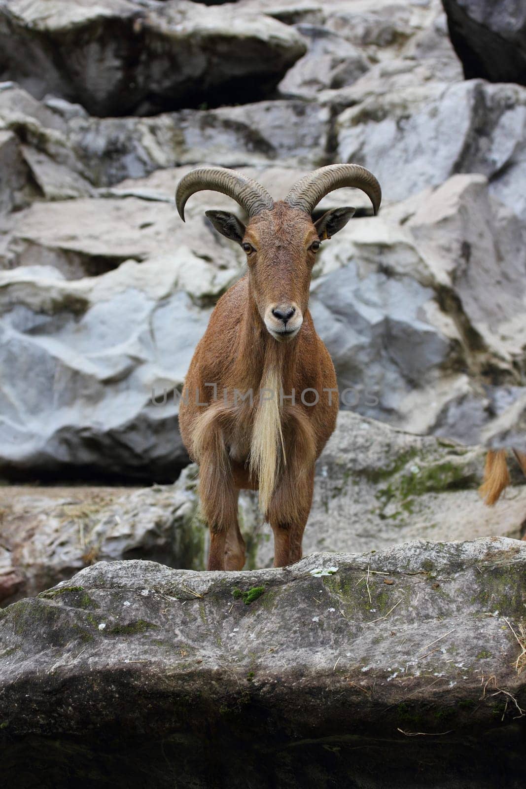 The Maned Jumper (Ammotragus lervia) is a species of mammal native to northern Africa.