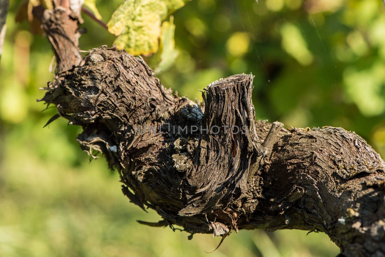 Old furrowed wood of a vine in the vineyard