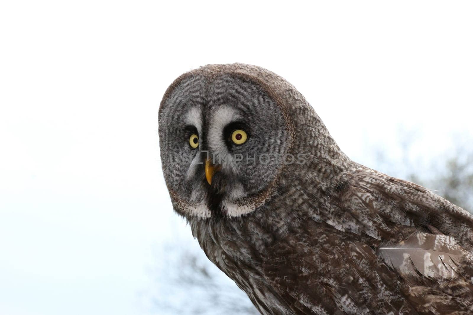 The owls (Strigiformes) are an order of birds.
