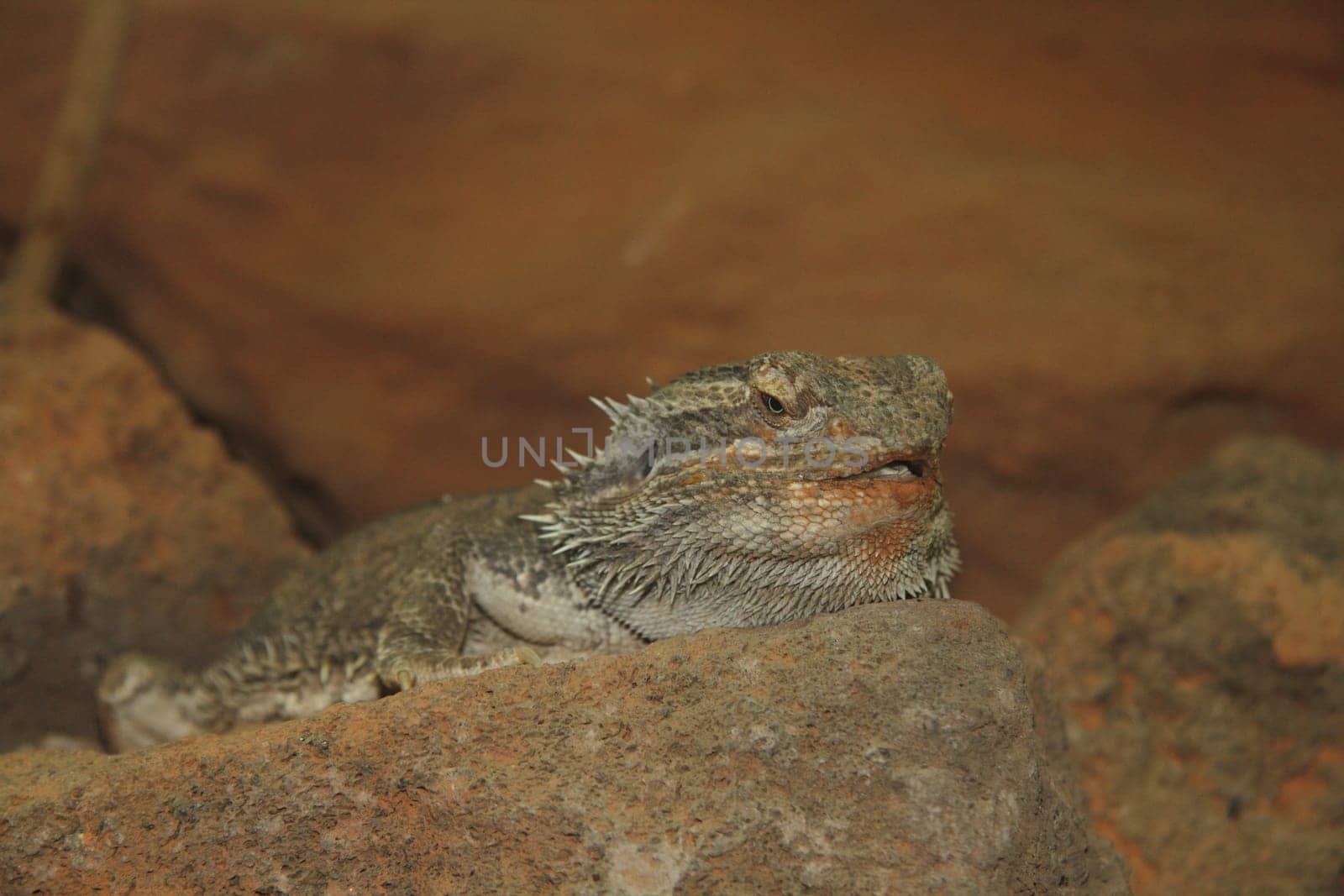The Bearded Dragon (Pogona) is a genus of mountainous animals in the agama family.