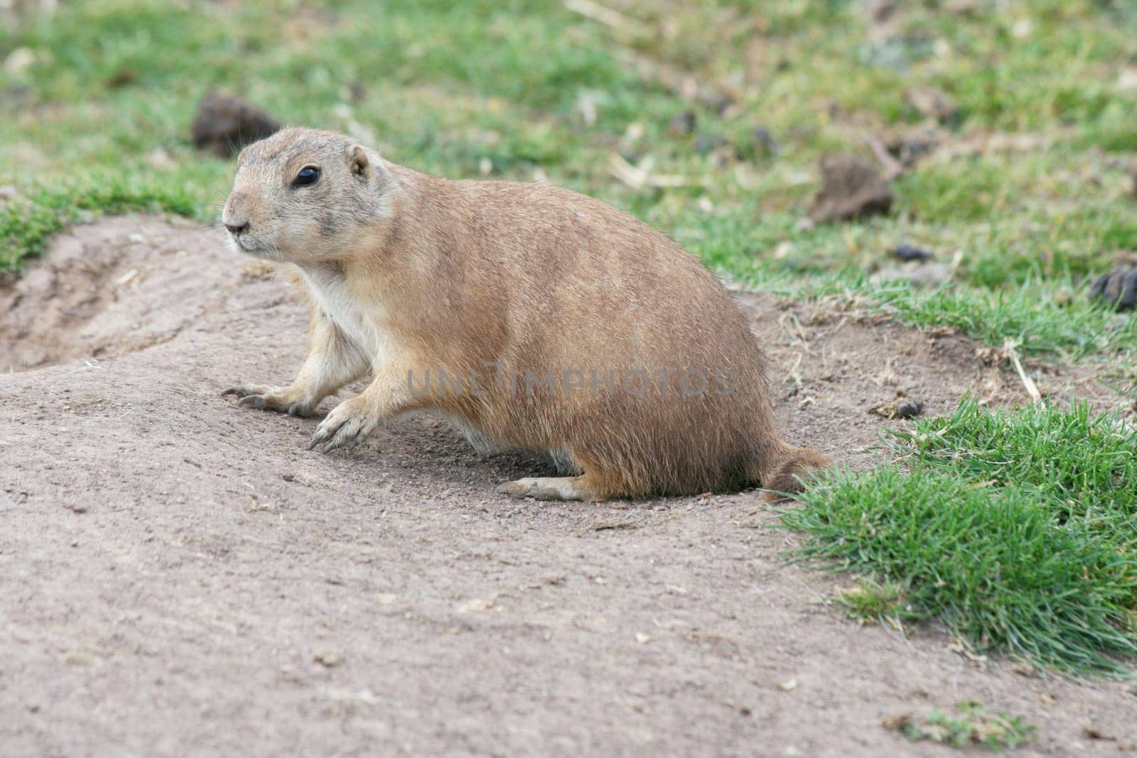 a prairie dog (Cynomys) sits in front of his burrow