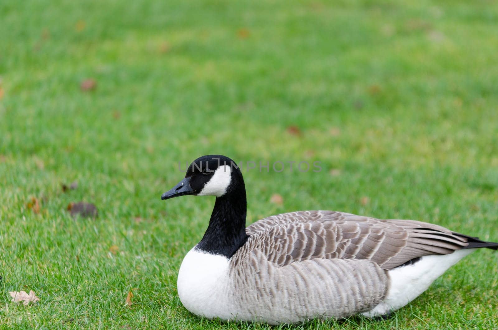 one lonely canada goose lay on the graas and watch foor food