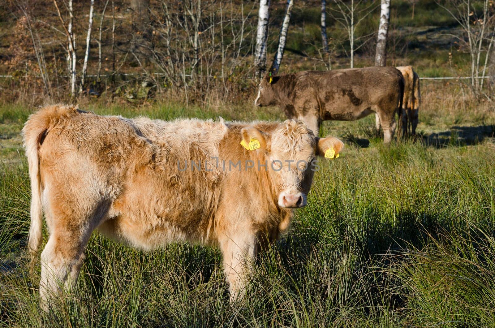 one brown cow with long hair standing on the graas