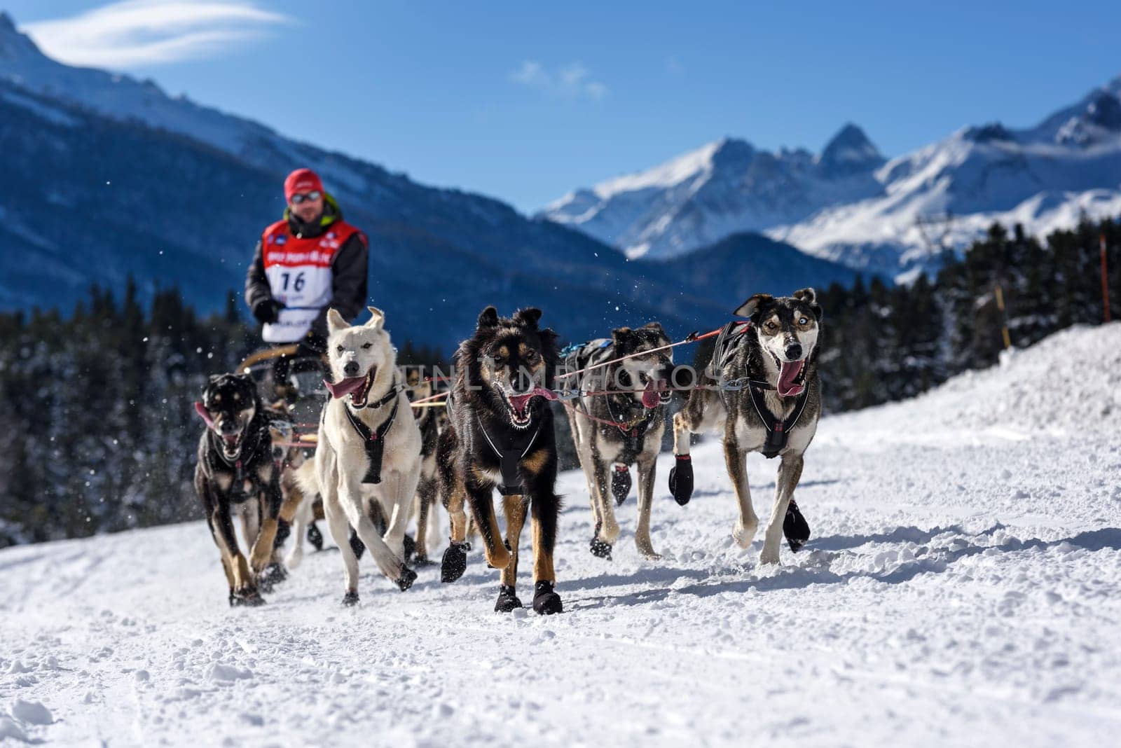 SARDIERES VANOISE, FRANCE - JANUARY 20 2016 - the GRANDE ODYSSEE the hardest mushers race in savoie Mont-Blanc, Benoit Verin, french musher, Vanoise, Alps