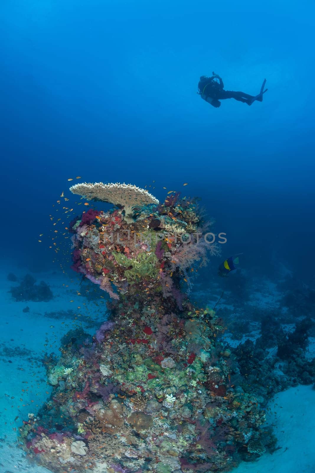 diver coral life diving Sudan Soudan Red Sea safari