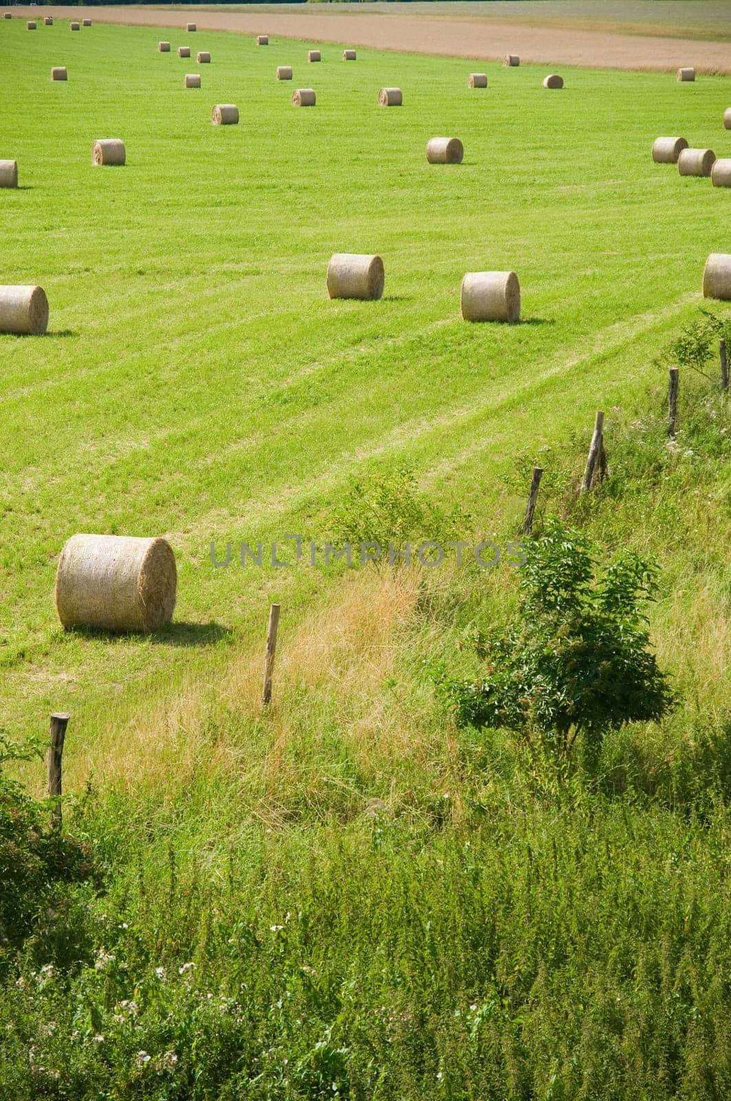 Wide-angle view of a harvested cornfield with round bales.