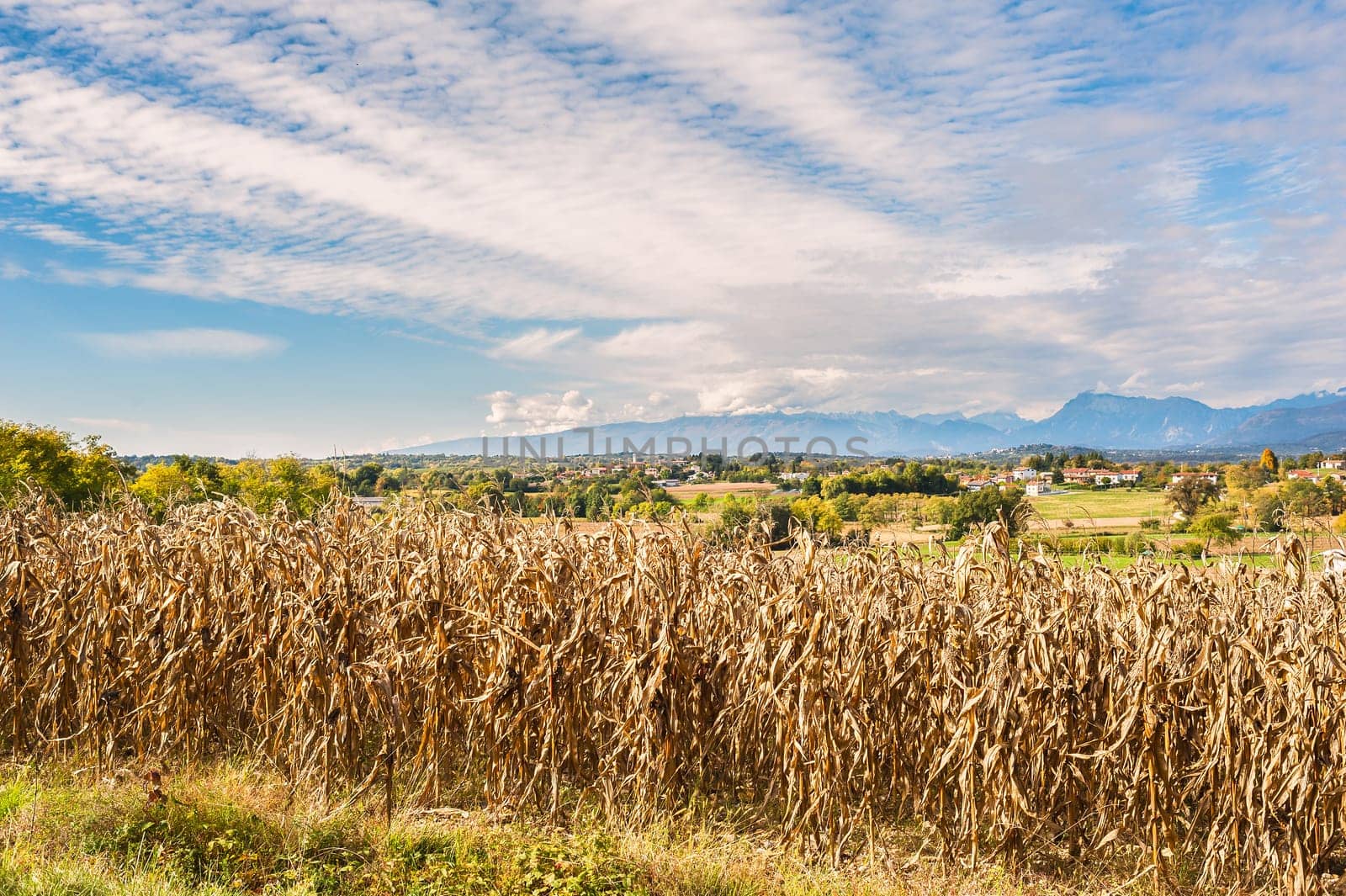 Rural landscape: Field of corn ready for harvest. In the background the mountains. Blue Sky with clouds