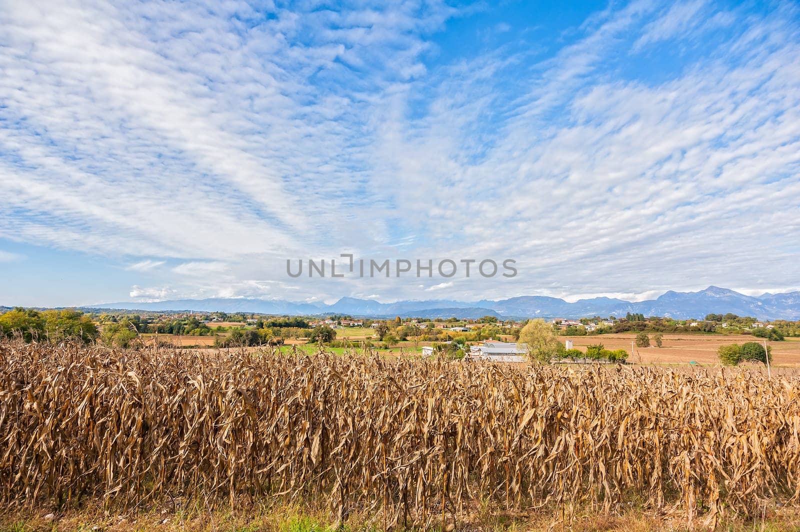 Rural landscape: Field of corn ready for harvest. In the background the mountains. Blue Sky with clouds