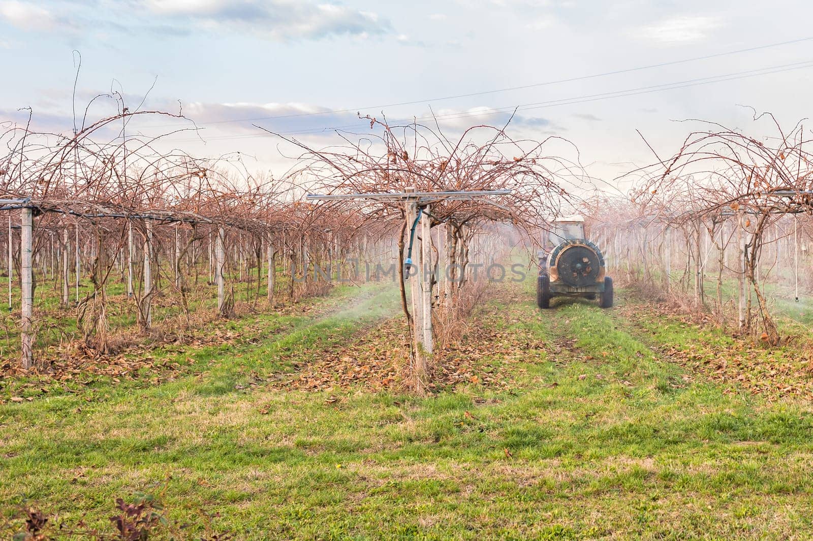 Agriculture work. Treatment pesticide to fruit trees. Kiwi trees. In a winter day.