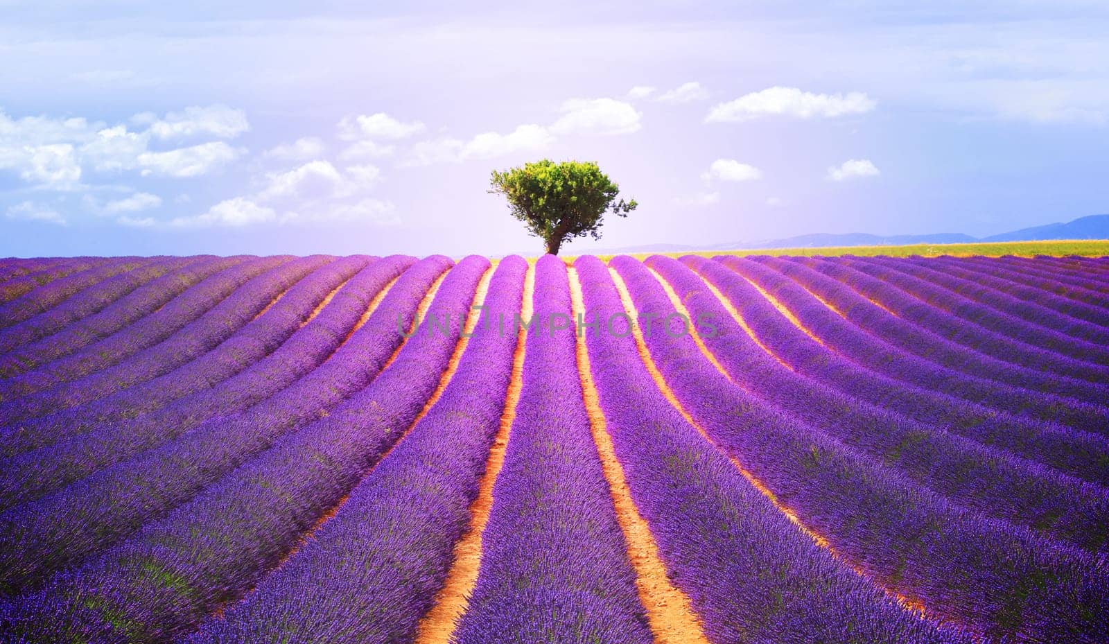 The tree in the lavender field in Valensole, Provence, France, Europe.