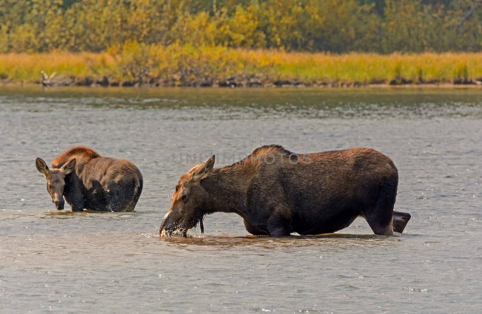 Mom and Baby Moose in Fishercap Lake in Glacier National Park in Montana