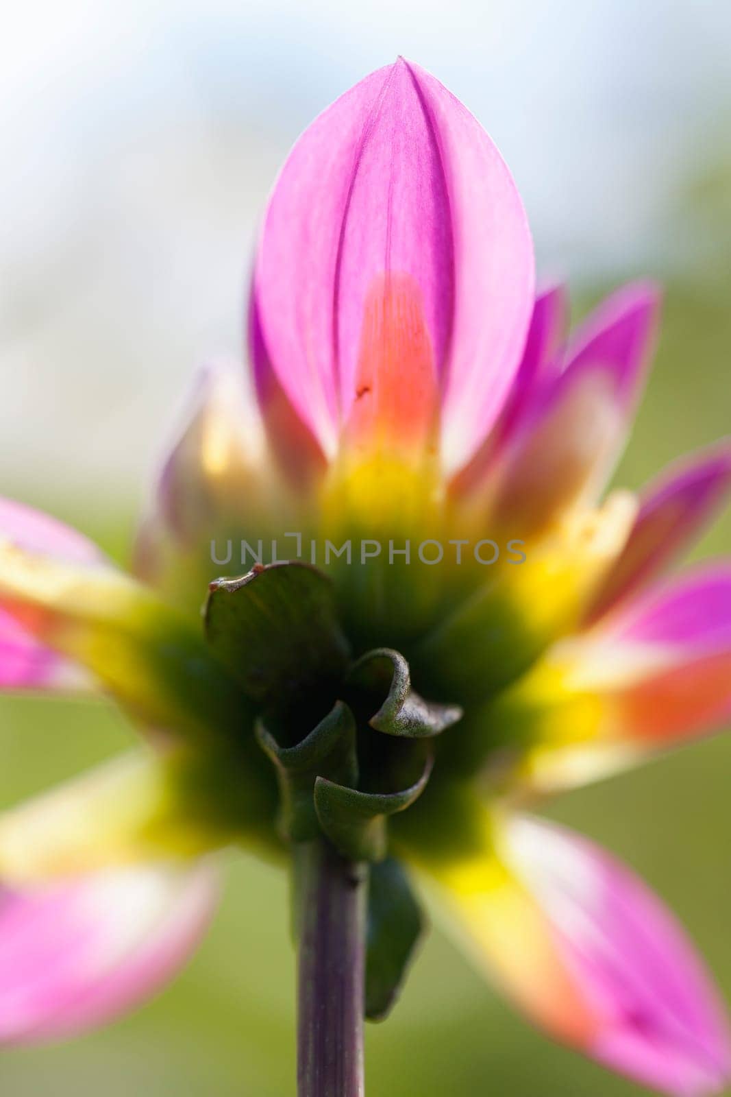 Dahlia - Dahlia - Macro image from the back of the flower