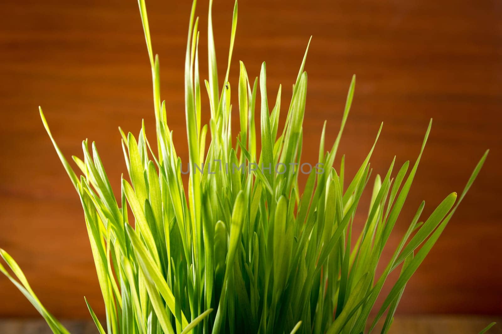 Green wheat in cup. Fresh wheat plant composition