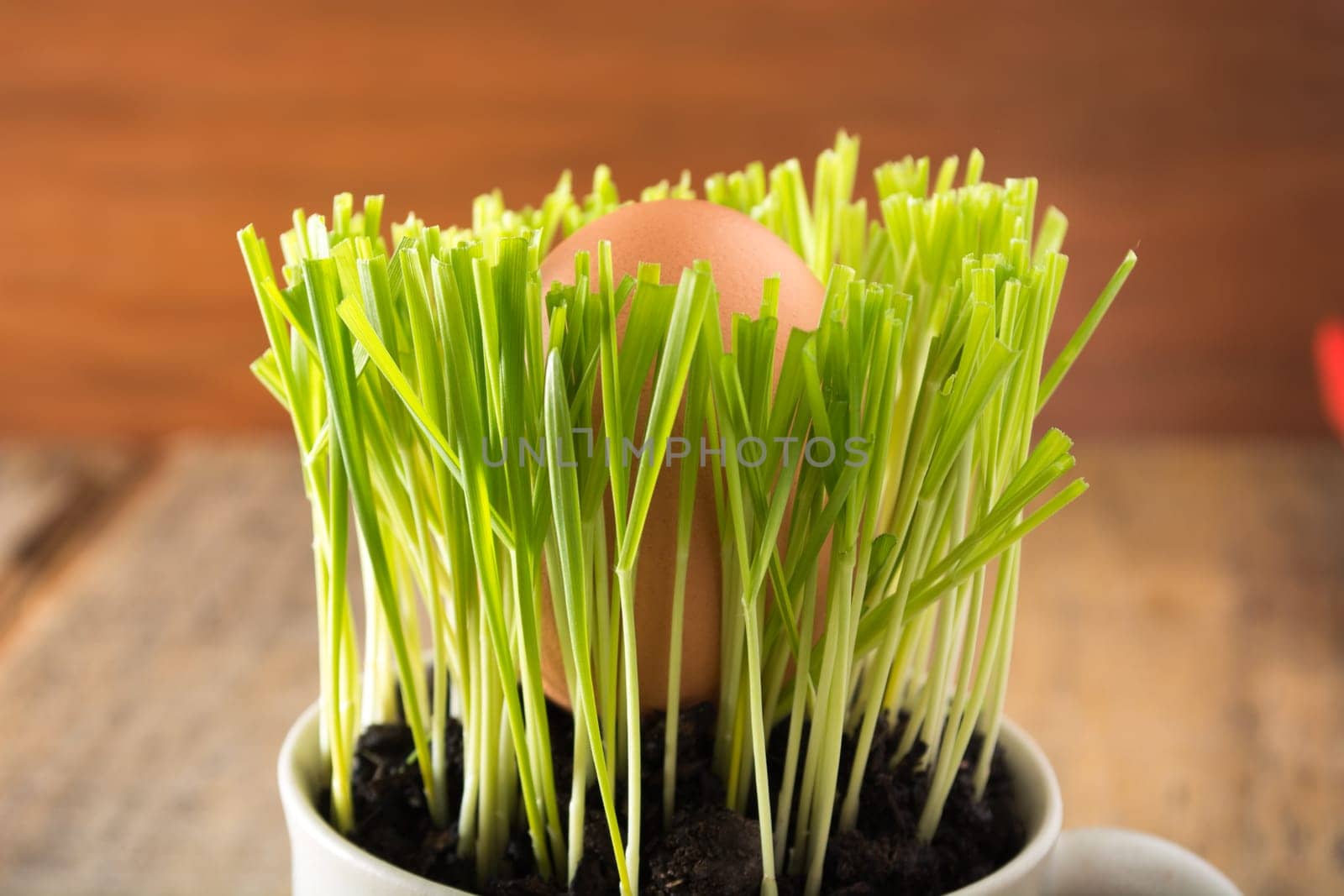 Green wheat in cup. Fresh wheat plant composition with egg