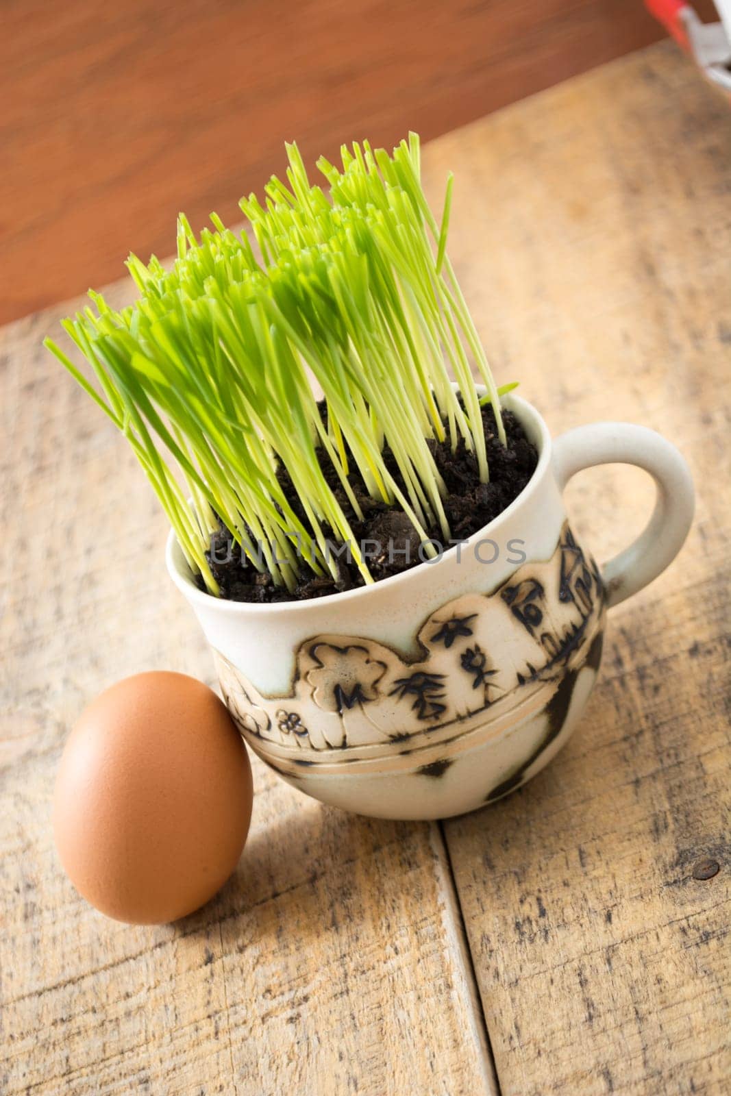 Green wheat in cup. Fresh wheat plant composition with egg