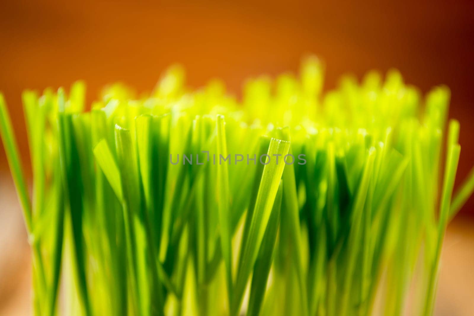 Green wheat in cup. Fresh wheat plant composition