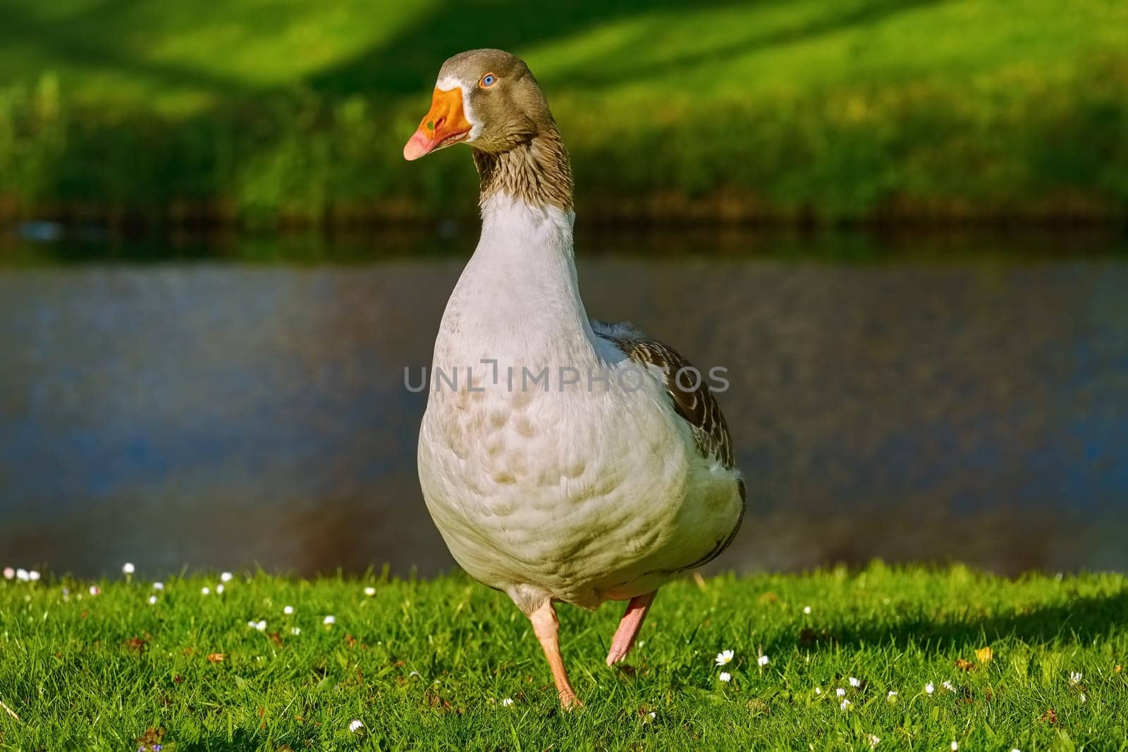 Goose on the Bank of the City Canal