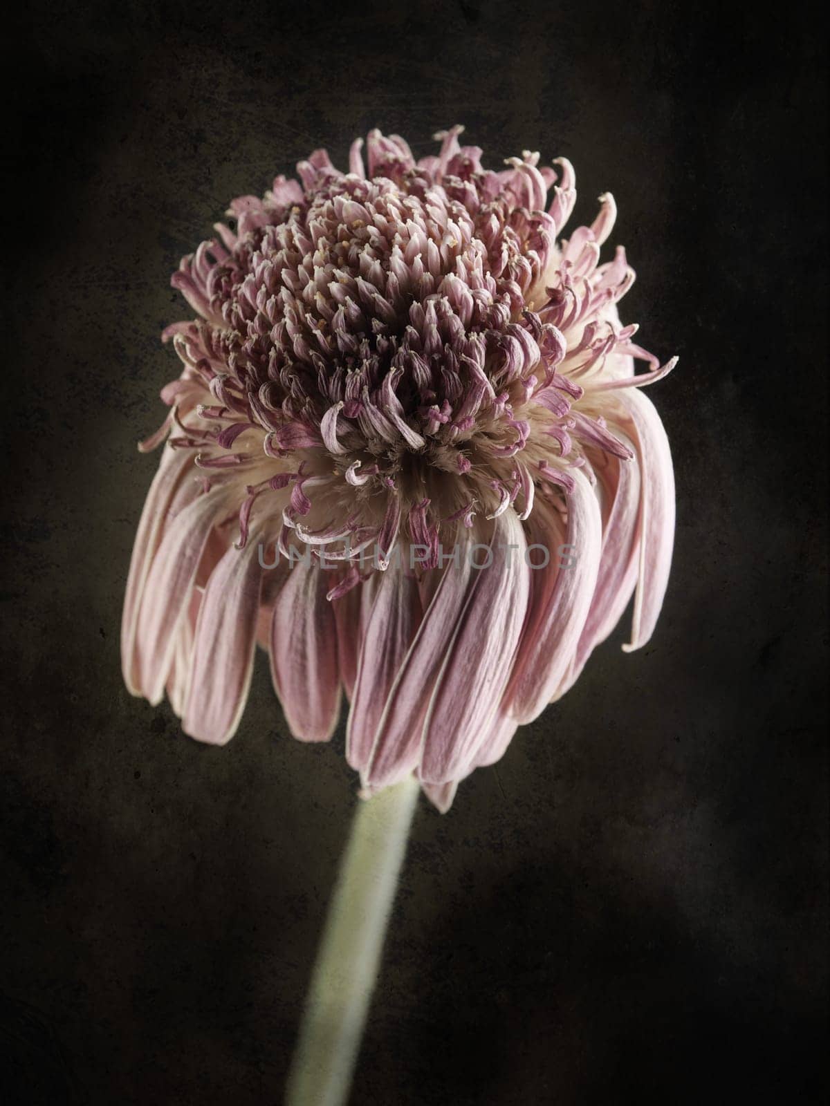 Withered Gerbera on a dark background with a decorative texture