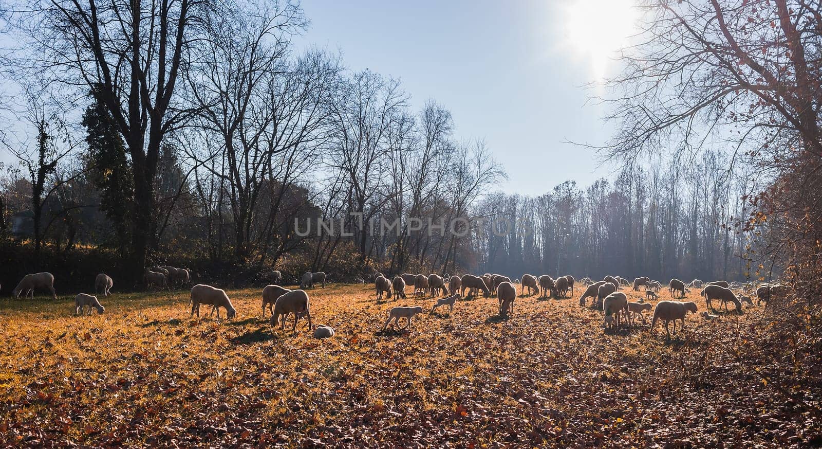 Flock of sheep and lambs on pasture. Against the light.