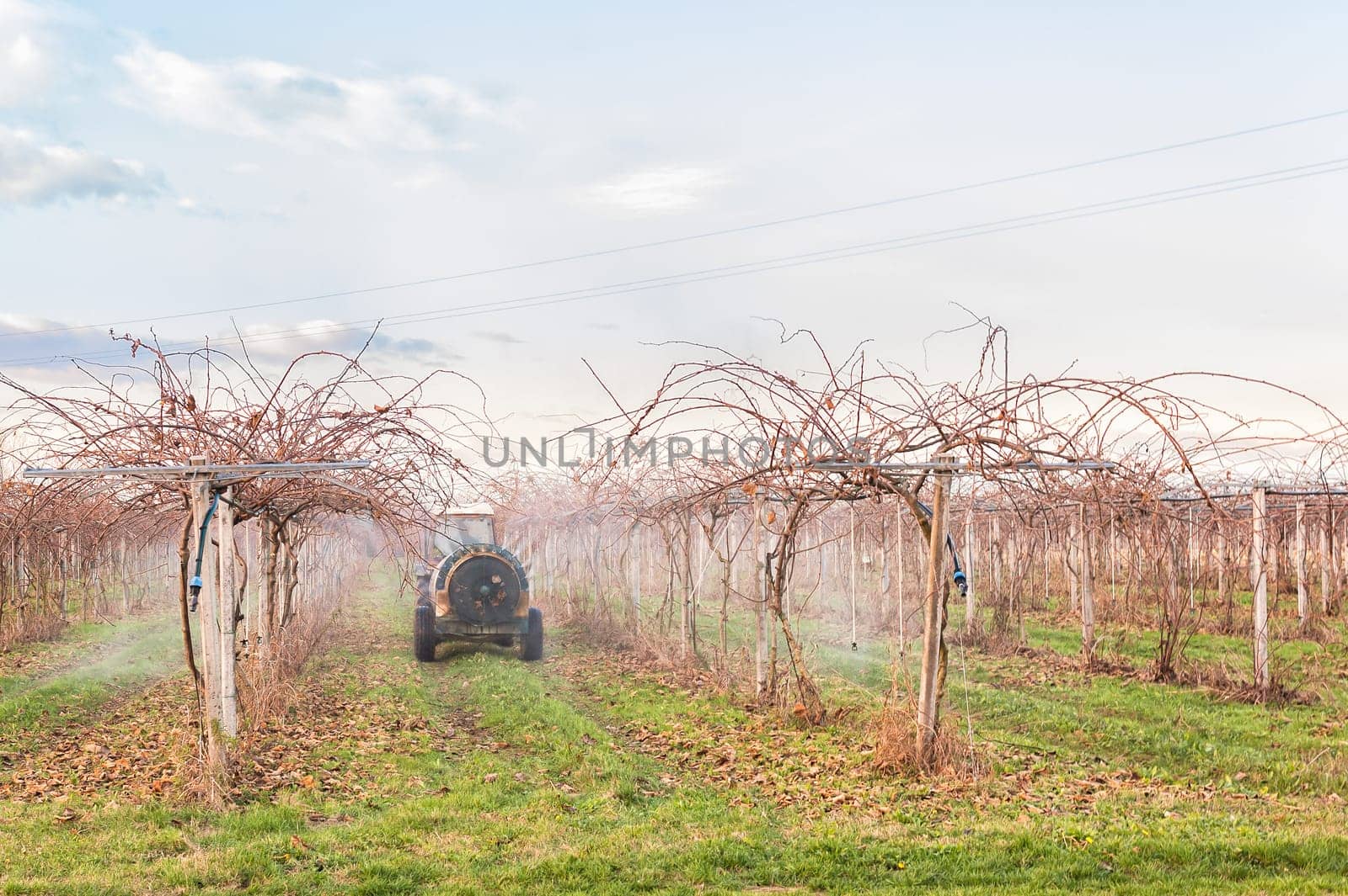Agriculture work. Treatment pesticide to fruit trees. Kiwi trees. In a winter day.
