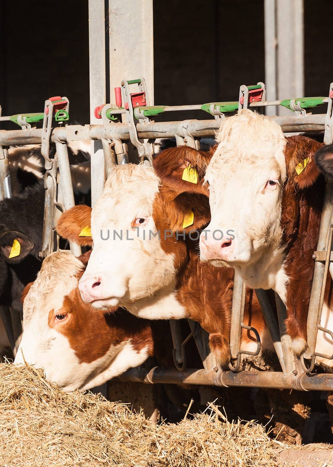 Many cows eating hay on feeding trough.