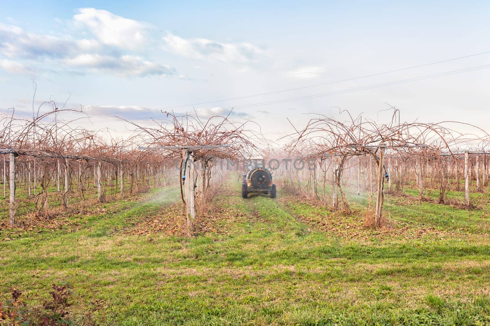 Agriculture work. Treatment pesticide to fruit trees. Kiwi trees. In a winter day.