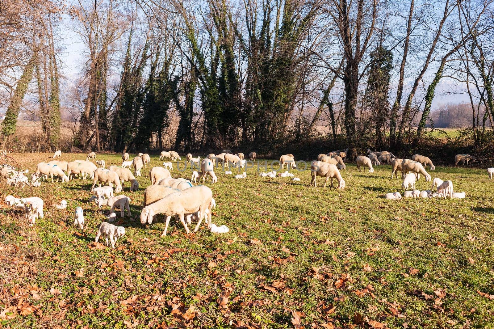 Flock of sheep and lambs on pasture.