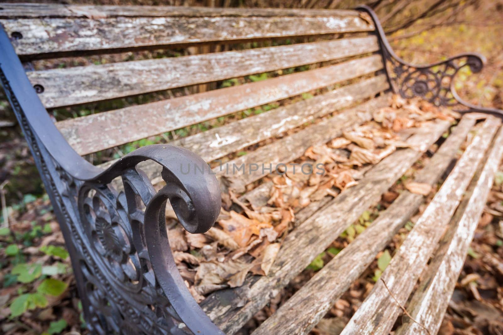 Bench in the Park in autumn season