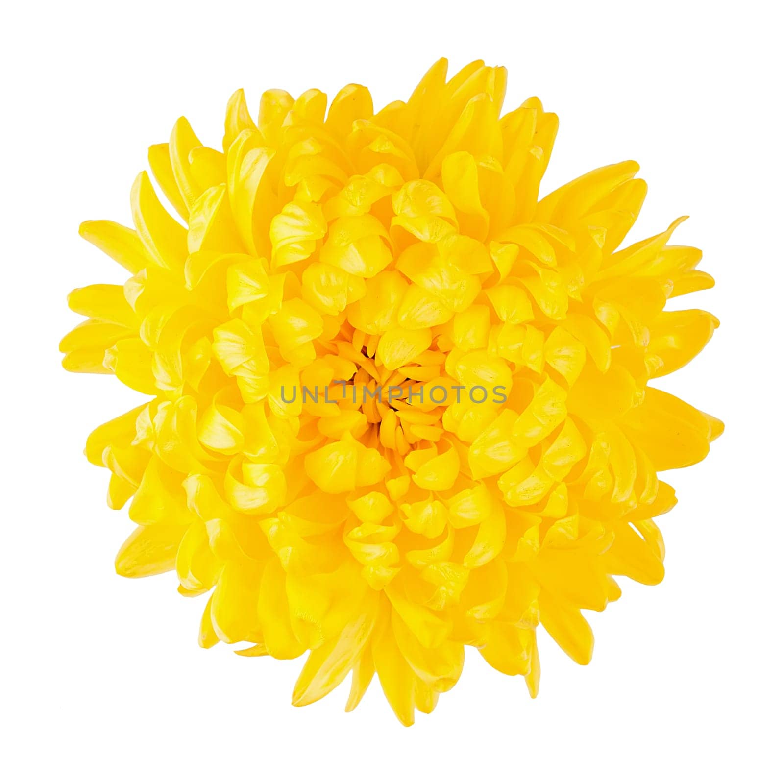 Chrysanthemum yellow flower head top view isolated on white