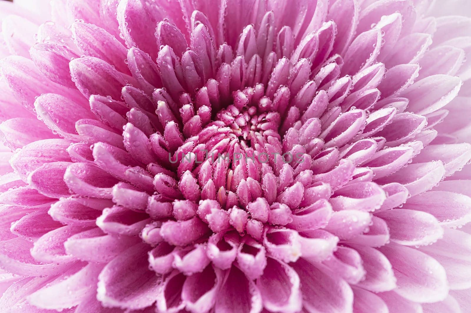 Macro background texture flower chrysanthemum closeup