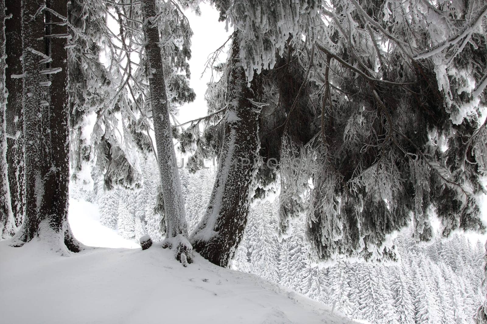 winter or winter snow or winter ice or winter deep snow