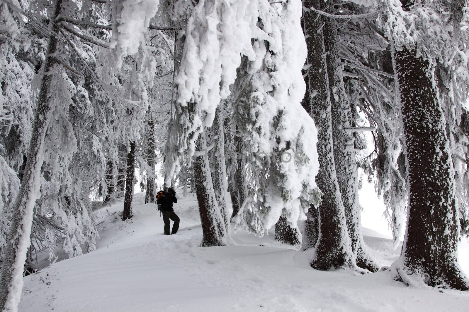 winter or winter snow or winter ice or winter deep snow