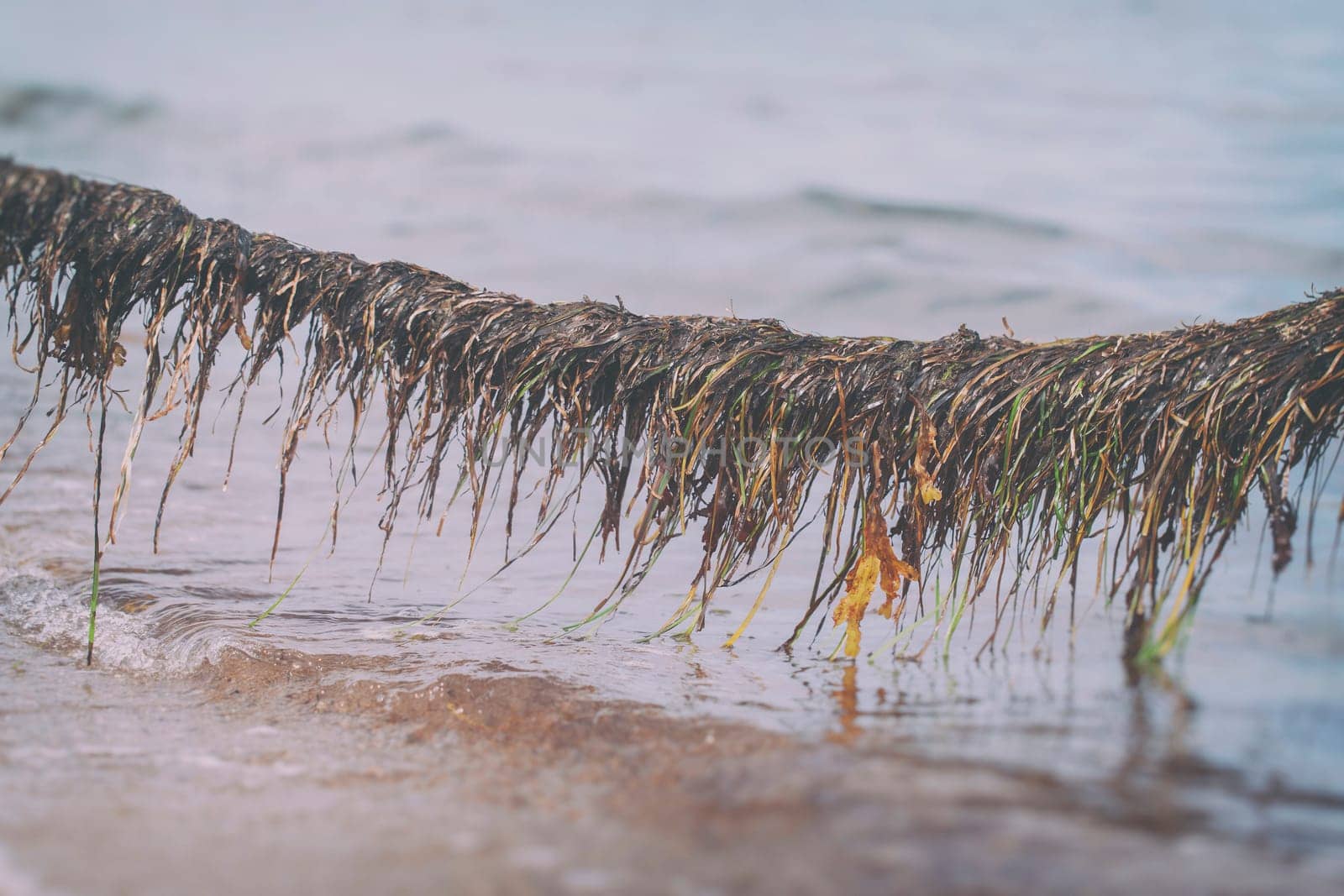 Seaweed on a rope in a detail shot