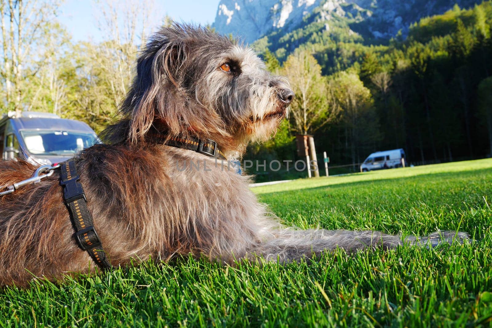 Camping holiday with dog