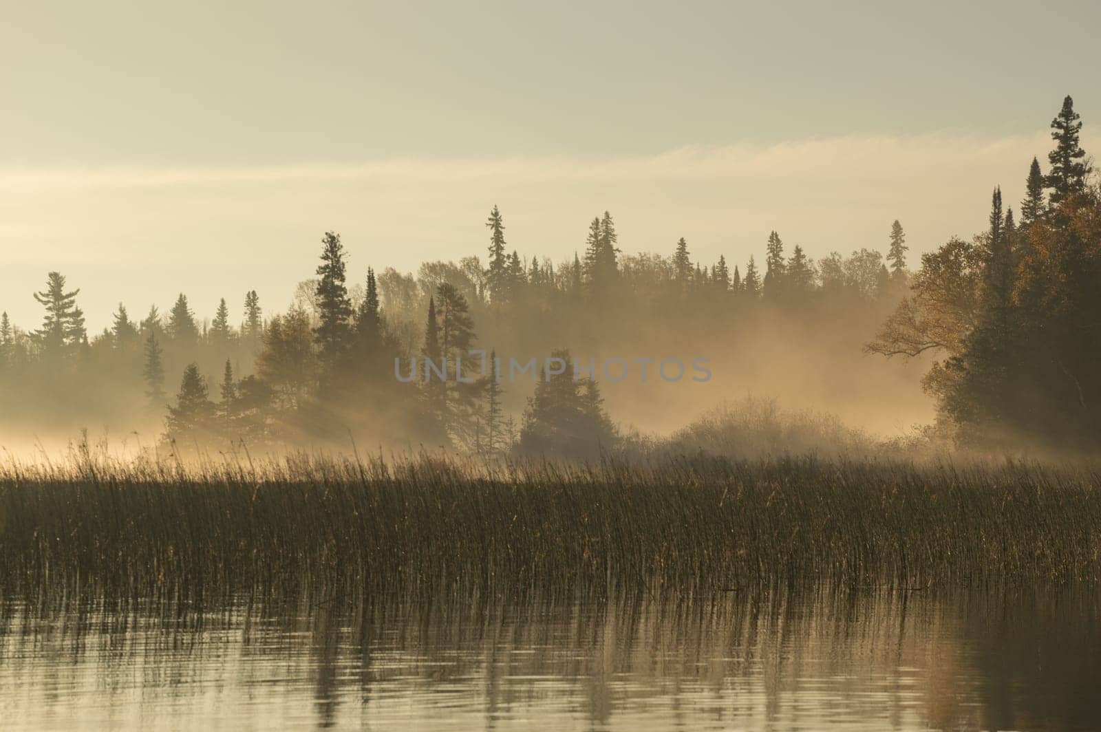 Taken at dawn this image has shafts of sunlight shining through the fog between the camera and the conifer trees along the shoreline. The river has some reflections and reeds growing
