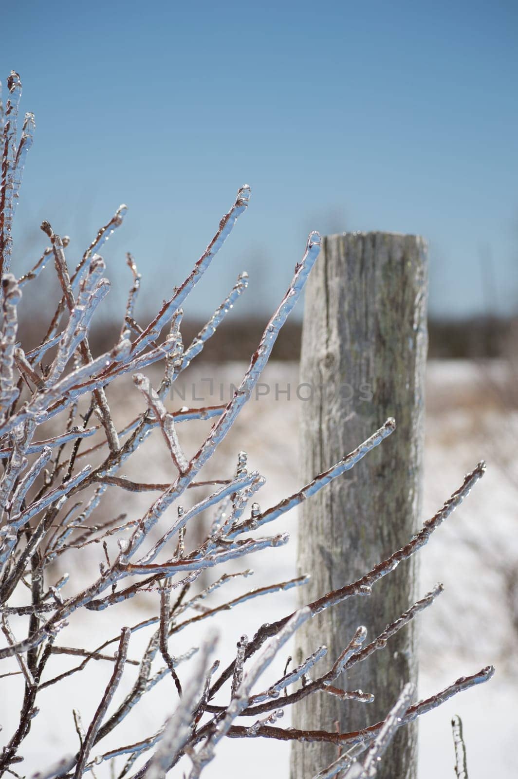 A bright brilliant closeup of ice encrusted twigs and an old cedar fencepost with a clear blue sky reflected in it