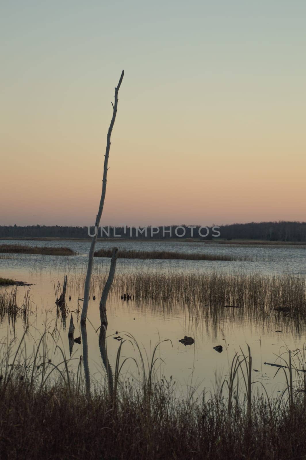 Peaceful image of silhouettes of a dead tree trunk, cattails and grasses at dawn with a moody pale peach sunrise.