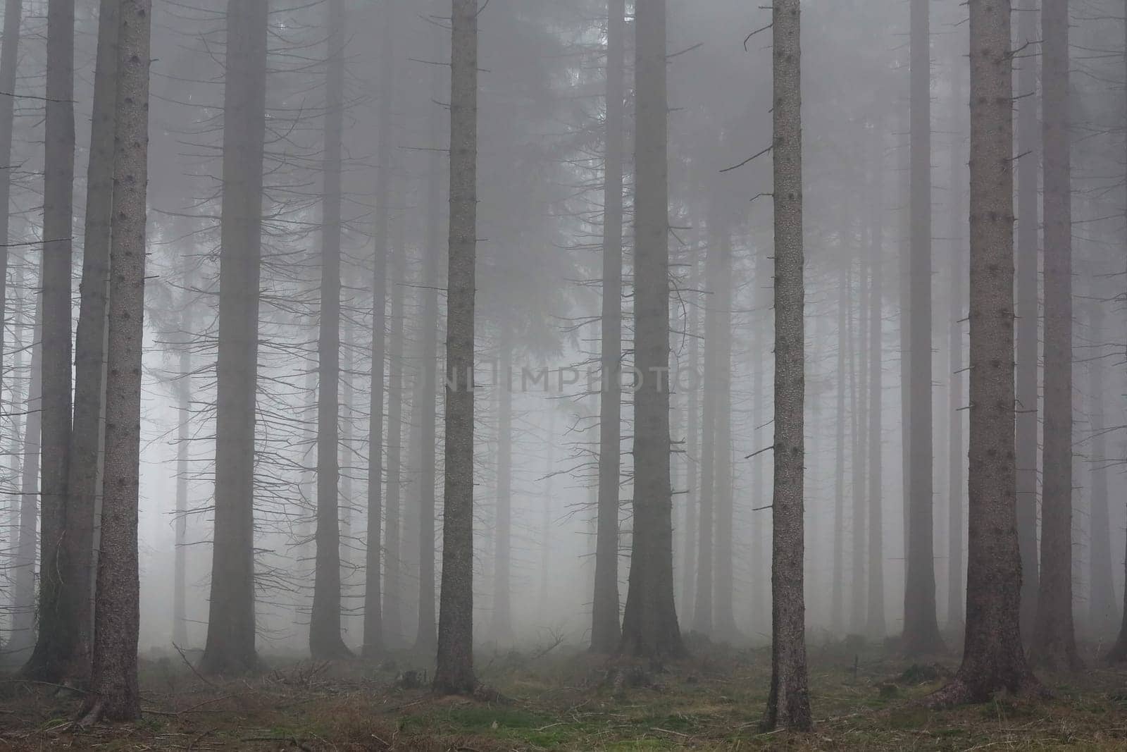 Image of the autumn fog in the spruce forest