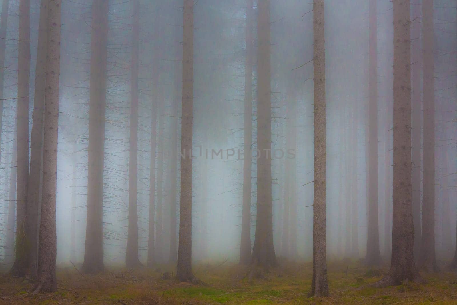 Abstract image of the haunted forest in fog