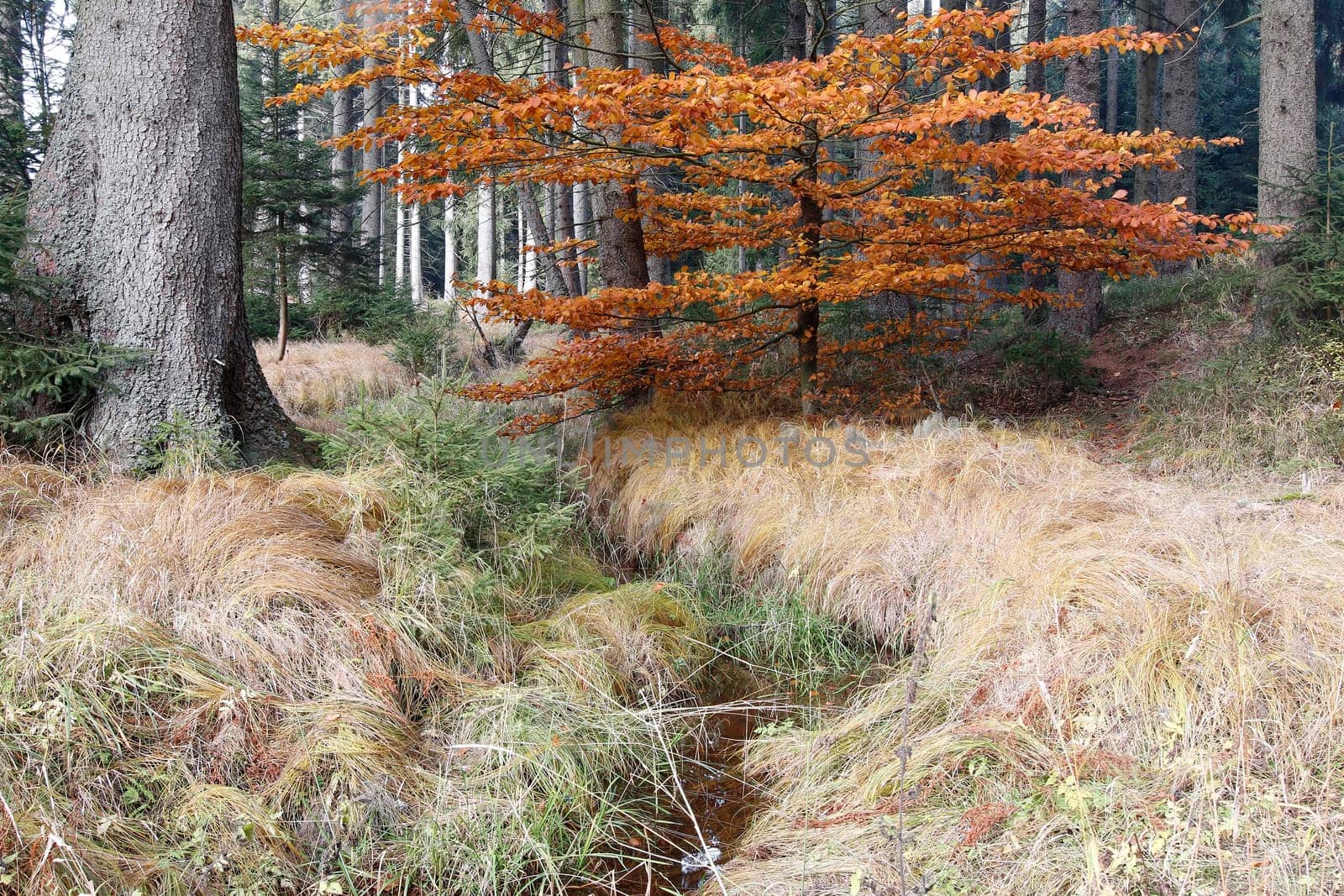 Image of the forest autumn still life with the streamlet.