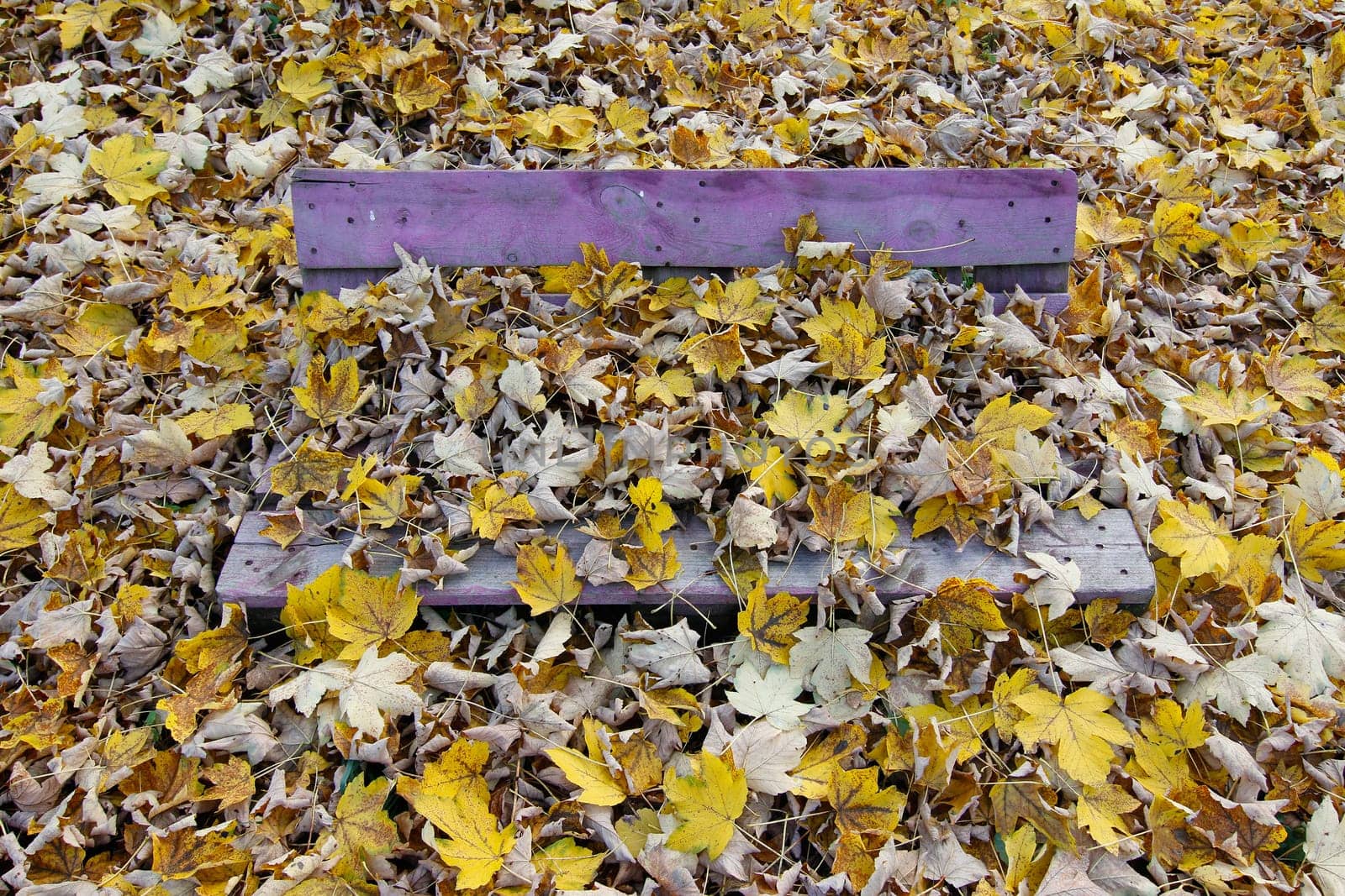 Image of the bench covered in fallen leaves